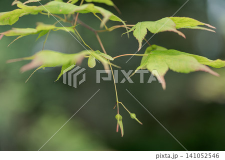 青もみじ モミジ 種子 新緑 若葉 実 春 初夏 自然 植物 背景素材 141052546