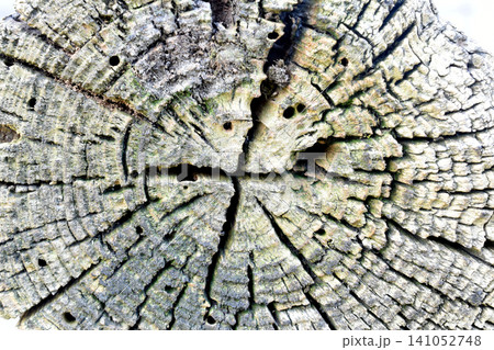 Texture of the end cut of an old oak log. Texture of the end cut of an old oak log. 141052748