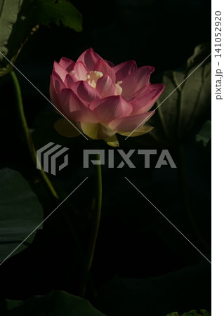 暗い背景に浮かび上がるピンクの蓮の花。朝の光を浴びて美しく咲く幻想的なハス 暗い背景に浮かび上がるピンクの蓮の花。朝の光を浴びて美しく咲く幻想的なハス 141052920