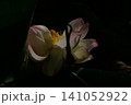 暗い背景に浮かび上がる白い蓮の花。木漏れ日のスポットライトを浴びて静かに咲く幻想的な夏の風景。 141052922