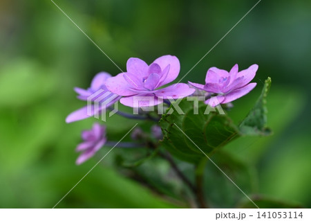 家の庭に咲く紫陽花 家の庭に咲く紫陽花 141053114