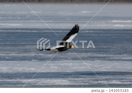 真冬の北海道結氷した湖の氷上で過ごす天然記念物の渡り鳥オオワシ、オジロワシ 真冬の北海道結氷した湖の氷上で過ごす天然記念物の渡り鳥オオワシ、オジロワシ 141053183