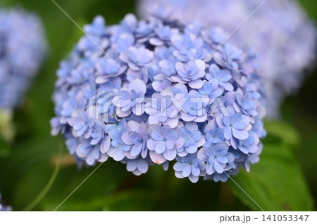 家の庭に咲く紫陽花 家の庭に咲く紫陽花 141053347