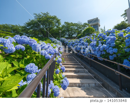 初夏の青空へと続くアジサイの石段通路 美しいパースと奥行きのある館鼻公園风景 初夏の青空へと続くアジサイの石段通路 美しいパースと奥行きのある館鼻公園风景 141053848