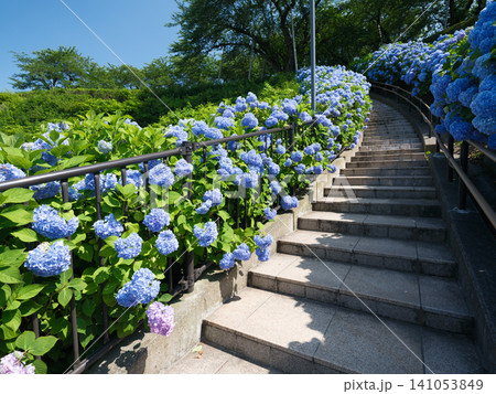 初夏の青空へと続くアジサイの石段通路 美しいパースと奥行きのある館鼻公園风景 初夏の青空へと続くアジサイの石段通路 美しいパースと奥行きのある館鼻公園风景 141053849
