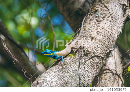 Vietnamese blue crested lizard on tree in rainforest in Vietnam in Asia close-up Vietnamese blue crested lizard on tree in rainforest in Vietnam in Asia close-up 141053973
