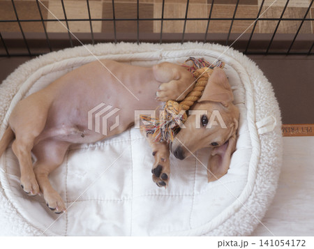 ケージの中でお腹を出して寝転ぶ犬 ケージの中でお腹を出して寝転ぶ犬 141054172