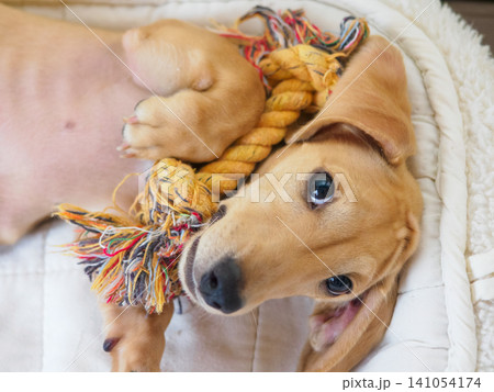 お気に入りのおもちゃと寝転ぶ犬 お気に入りのおもちゃと寝転ぶ犬 141054174