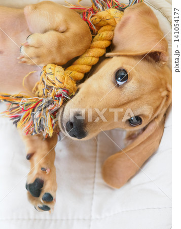 おもちゃと犬を縦構図で撮影 おもちゃと犬を縦構図で撮影 141054177