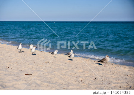 Seagulls Standing on Sandy Beach Along the Shoreline Seagulls Standing on Sandy Beach Along the Shoreline 141054383