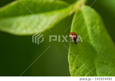 Ladybug on a bird cherry leaf Ladybug on a bird cherry leaf 141054492