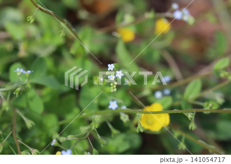 春の野原に咲く小さな水色のキュウリグサの花 春の野原に咲く小さな水色のキュウリグサの花 141054717