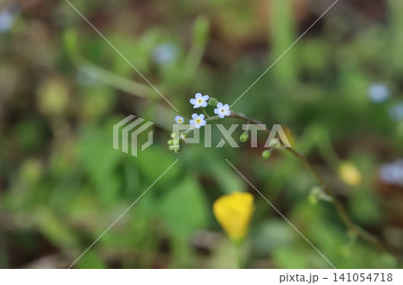 春の野原に咲く小さな水色のキュウリグサの花 春の野原に咲く小さな水色のキュウリグサの花 141054718
