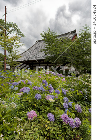 奈良県大和郡山市にある矢田寺のあじさい 奈良県大和郡山市にある矢田寺のあじさい 141054824