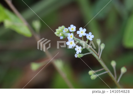 春の野原に咲く小さな水色のキュウリグサの花 春の野原に咲く小さな水色のキュウリグサの花 141054828