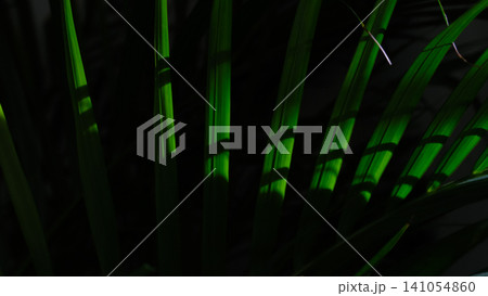 Areca Palm (Dypsis lutescens) leaves, indoor houseplant leaves, dramatic low-light. Floral visual patterns. Home or office interior, replanting, decor for home. Horticulture and plant species 141054860