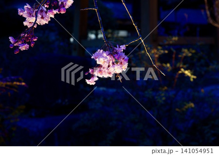 ライトアップされた夜桜 141054951