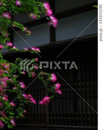 神社に咲くトキワネム 神社に咲くトキワネム 141055290