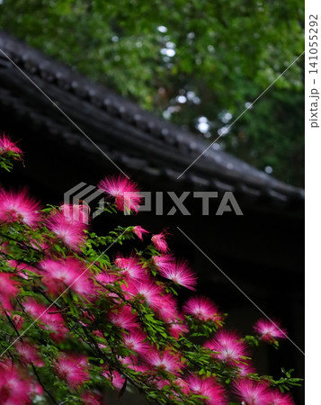 神社に咲くトキワネム 神社に咲くトキワネム 141055292