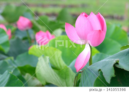 ピンクの蓮の花 ピンクの蓮の花 141055398