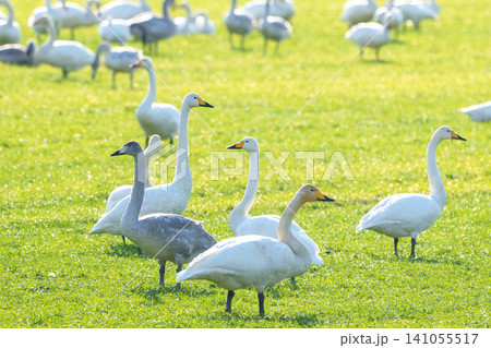 北海道の牧草地で越冬するオオハクチョウの群れ 冬の渡り鳥 野鳥素材 北海道の牧草地で越冬するオオハクチョウの群れ 冬の渡り鳥 野鳥素材 141055517
