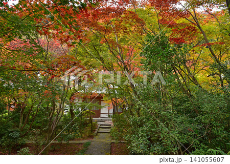 紅葉が美しい善法律寺の秋 141055607