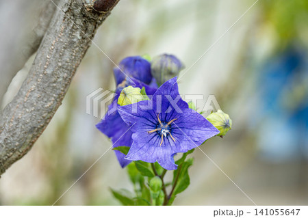 鮮やかな紫色のキキョウの花 鮮やかな紫色のキキョウの花 141055647