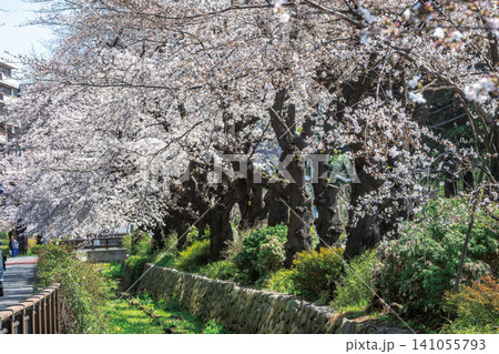 桜堤遊歩道・仙川周辺 141055793