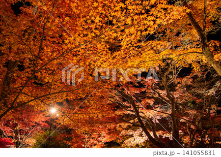 秋の紅葉を彩る幻想的なライトアップ 秋の紅葉を彩る幻想的なライトアップ 141055831