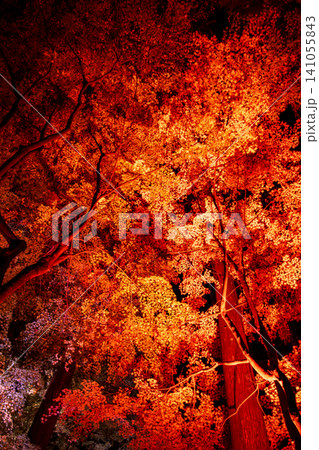秋の紅葉を彩る幻想的なライトアップ 秋の紅葉を彩る幻想的なライトアップ 141055843