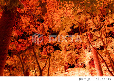秋の紅葉を彩る幻想的なライトアップ 秋の紅葉を彩る幻想的なライトアップ 141055845