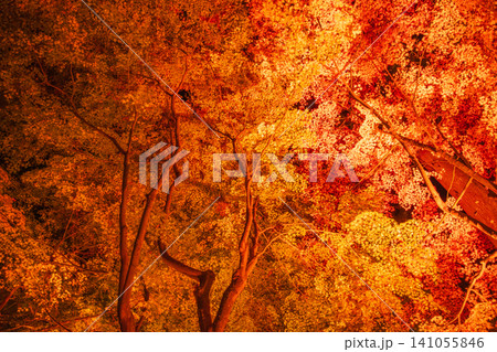 秋の紅葉を彩る幻想的なライトアップ 141055846