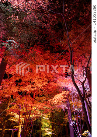 秋の紅葉を彩る幻想的なライトアップ 141055860