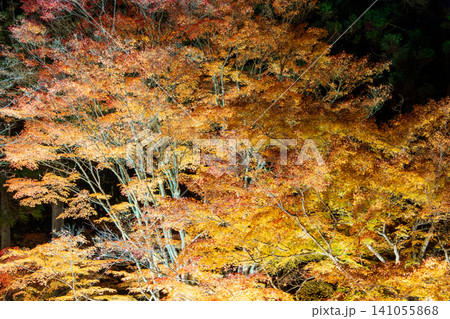 秋の紅葉を彩る幻想的なライトアップ 141055868