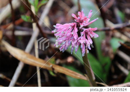 開花したピンク色のショウジョウバカマの花 開花したピンク色のショウジョウバカマの花 141055924