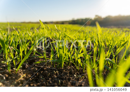 Grass stands tall on a farm field as sunlight shines down in a clear blue sky with few clouds in sight 141056049