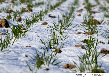 Grass plants push through snow layers on a field in a rural area during the cold winter season showing nature's resilience 141056059