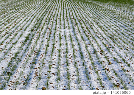 Green plants develop in neat rows across a field covered with patches of snow on a sunny day in early spring Green plants develop in neat rows across a field covered with patches of snow on a sunny day in early spring 141056060