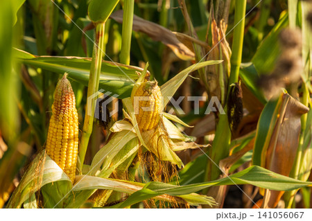 Corn cobs are seen among tall green plants in the field under sunny skies ready for harvest during the late afternoon Corn cobs are seen among tall green plants in the field under sunny skies ready for harvest during the late afternoon 141056067