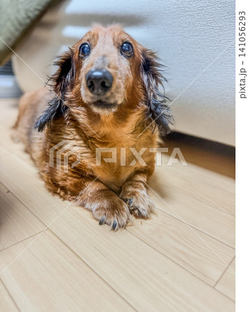 お座りしている犬 お座りしている犬 141056293