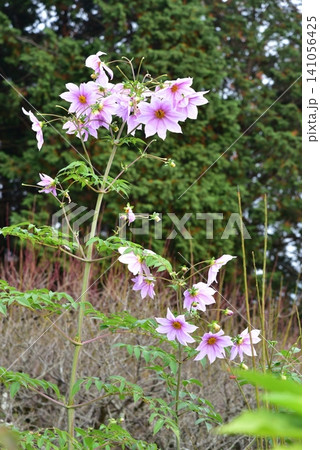 皇帝ダリアの花 皇帝ダリアの花 141056425