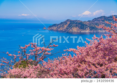 【静岡県】早咲き桜咲く黄金崎から見る西伊豆の海岸線と富士山 141056436