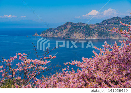 【静岡県】早咲き桜咲く黄金崎から見る西伊豆の海岸線と富士山 【静岡県】早咲き桜咲く黄金崎から見る西伊豆の海岸線と富士山 141056439