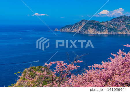 【静岡県】早咲き桜咲く黄金崎から見る西伊豆の海岸線と富士山 【静岡県】早咲き桜咲く黄金崎から見る西伊豆の海岸線と富士山 141056444