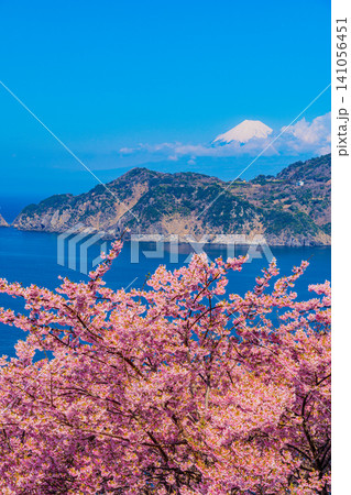 【静岡県】早咲き桜咲く黄金崎から見る西伊豆の海岸線と富士山 【静岡県】早咲き桜咲く黄金崎から見る西伊豆の海岸線と富士山 141056451