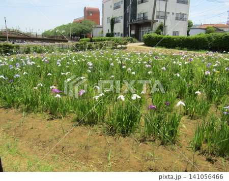 潮来あやめ園の色々な色の花菖蒲 141056466