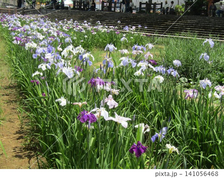 潮来あやめ園の色々な色の花菖蒲 潮来あやめ園の色々な色の花菖蒲 141056468