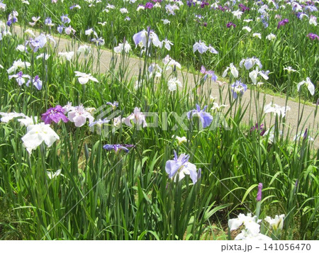 潮来あやめ園の色々な色の花菖蒲 潮来あやめ園の色々な色の花菖蒲 141056470