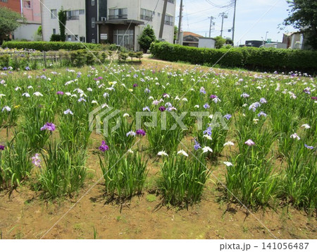潮来あやめ園の色々な色の花菖蒲 141056487