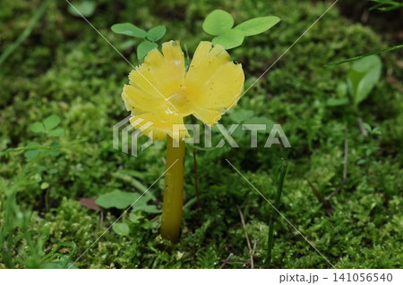 自然 茸 アキヤマタケ、緑色の苔に鮮やかなレモン色。傘が開ききり周りが裂けています 自然 茸 アキヤマタケ、緑色の苔に鮮やかなレモン色。傘が開ききり周りが裂けています 141056540